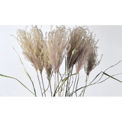 MISCANTHUS 70cm 0958300 (1 τεμάχιο)