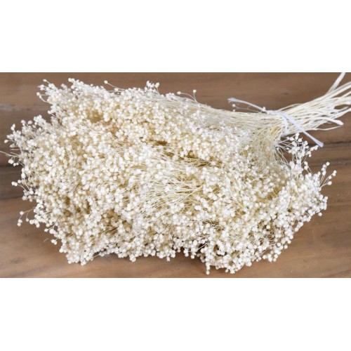 BROOM BLOOM ΕΚΡΟΥ 100gr 0924030 (1 τεμάχιο)