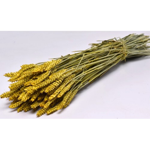 TRITICUM COLOR 70cm ΚΙΤΡΙΝΟ 0977509 (1 τεμάχιο)