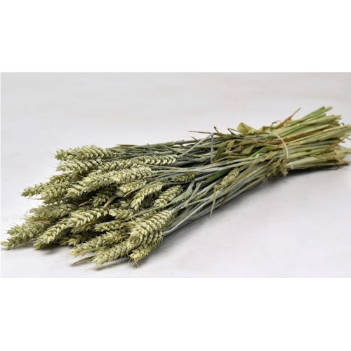 TRITICUM ΦΥΣΙΚΟ 70cm 0977500 (1 τεμάχιο)