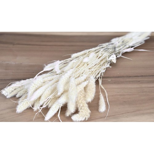 SETARIA ΛΕΥΚΑΜΕΝΟ 100gr 65cm 0970930 (1 τεμάχιο)