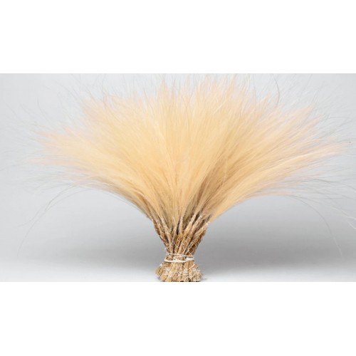 STIPA PENATA 50cm 0974500 (1 τεμάχιο)