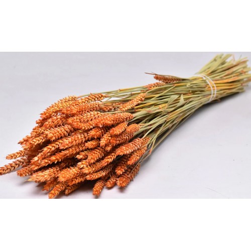 TRITICUM COLOR 70cm ΠΟΡΤΟΚΑΛΙ 0977529 (1 τεμάχιο)