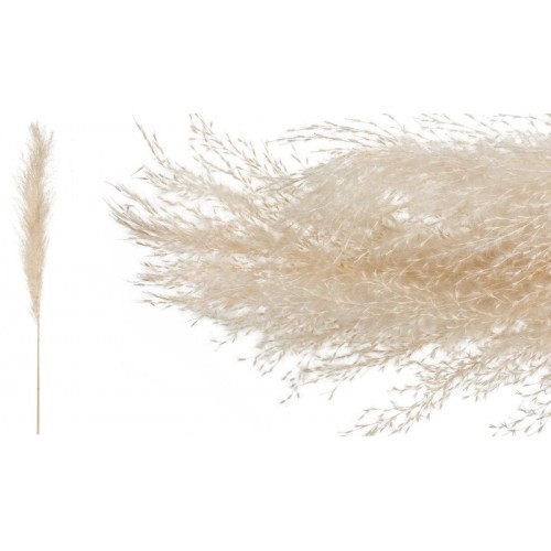 PAMPAS 120cm 0516167 (10 τεμάχια)