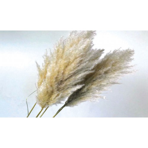 PAMPAS ΦΥΣΙΚΟ 110cm 0928900 (1 τεμάχιο)